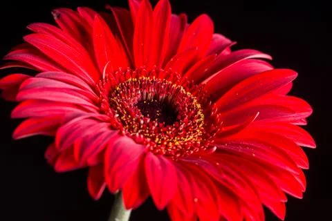 Closeup macro of red gerbera over black background Stock Photos