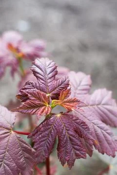 Closeup macro red leaf with blurred background Stock Photos