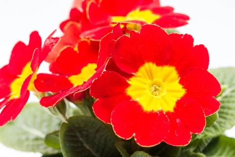 Closeup macro red yellow primrose flowers Stock Photos