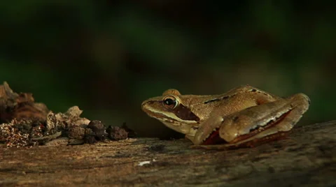 Closeup macro shot of Agile frog sitting on the forest stump, Rana dalmatina Stock Footage 65497197