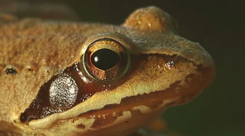 Closeup macro shot of Agile frog sitting on the forest stump, Rana dalmatina Stock Footage 65497450