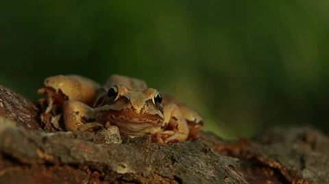 Closeup macro shot of Agile frog sitting on the forest stump, Rana dalmatina 動画素材 65497638