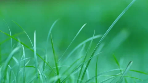 Closeup macro shot beautiful grass moving in wind background Stock Footage 261401315