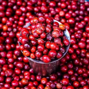 Closeup Macro shot of a cup full of Fresh Red Cherries. Stock Photos