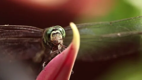Closeup macro shot of a dragonfly Stock Footage 233232713