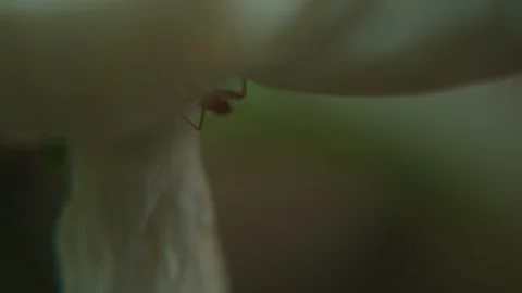 Closeup macro shot red ants move around the white mushroom Stock Footage 121093623
