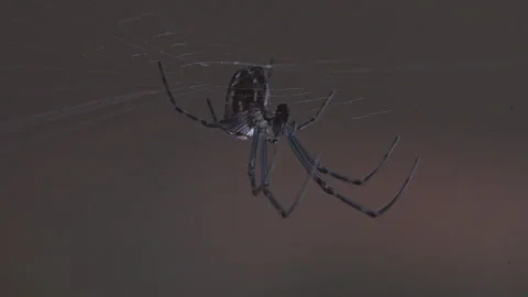A closeup, macro shot of a Silver Orb Weaving Spider, upside down in it's web Stockbeeldmateriaal 332603001