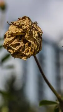 Closeup Macro Shot Of A Single Rose, Lifeless On A Brown Stem 스톡 사진
