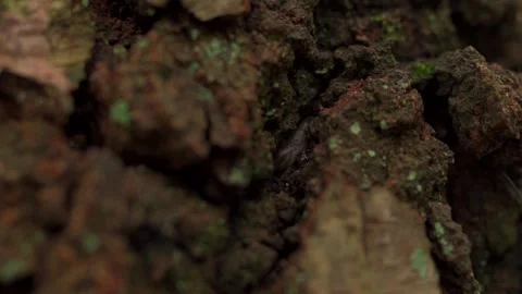 A closeup macro shot of a slug hiding deep inside the rustic bark of a tree Vídeo Stock 253796503