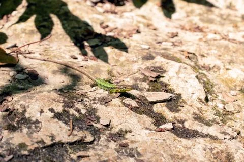 Closeup macro shot of a small lizard on the sunny sand ground Stock Photos