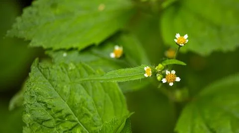 Closeup macro shot of small white and yellow flowers against a green leafy Stock Photos