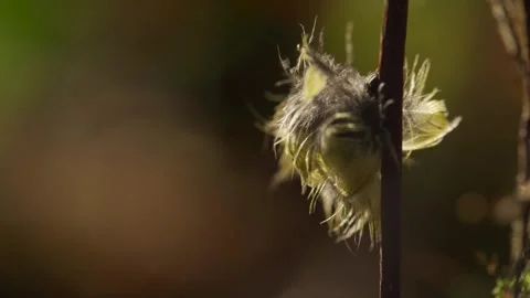 Closeup macro shot of a small yellow bird feather stuck on a twig in a forest Vídeo Stock 258438877
