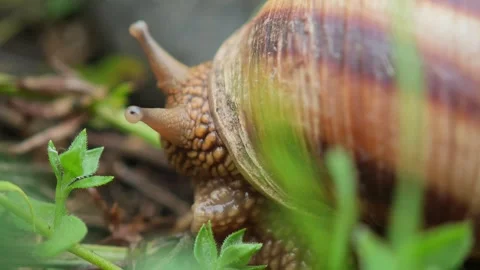 Closeup macro shot of snail crawling on green grass Stock-Footage 310408355
