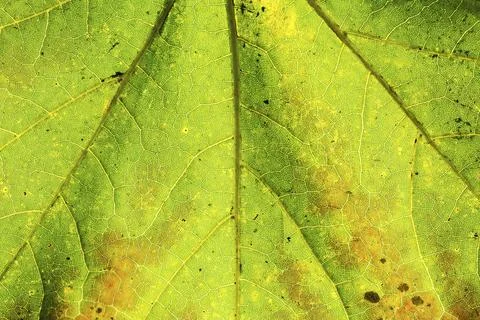 Closeup macro shot of the texture and leaf-veins of a maple leaf Stock Photos