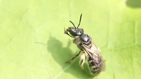 A closeup macro shot of a tiny black dwarf honeybee Stock Footage 240068998