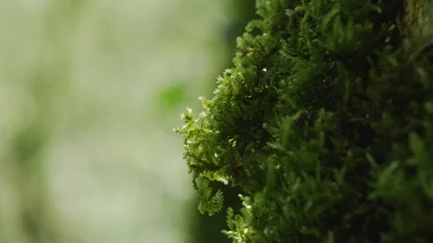 Closeup macro slow motion shot of moss on the trunk of a tree in forest Stock Footage 204865969