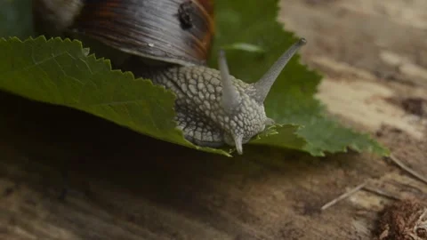Closeup macro slug is moving by the tree in the forest Stock Footage 144401879