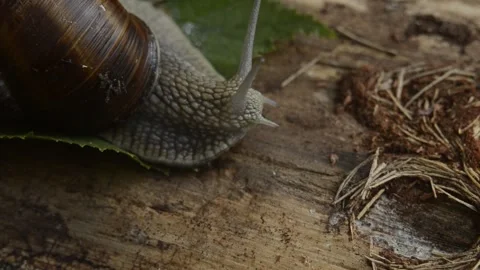 Closeup macro slug is moving by the tree in the forest Stock Footage 144401902