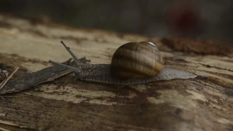 Closeup macro slug is moving by the tree in the forest Stock Footage 144402465