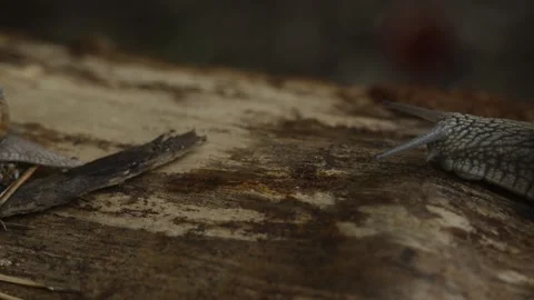 Closeup macro slug is moving by the tree in the forest Stock Footage 144403759