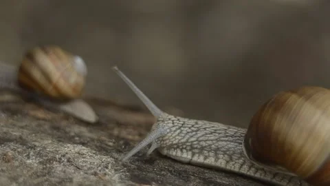 Closeup macro slug is moving by the tree in the forest Stock Footage 144404590