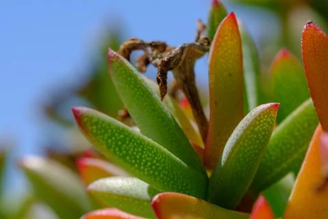 Closeup macro on succulent Stock Photos