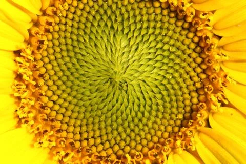 Closeup Macro of a Sunflower Texture Stock Photos