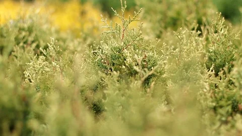 Closeup macro thuja trees seedling Stock Footage 122928229