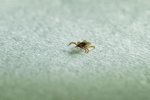 Closeup macro of a tick on light surface, a tick parasite and health risk a.. 스톡 사진