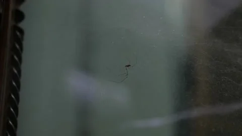 Closeup macro of tiny scary spider with its web in house Stock Footage 146690901
