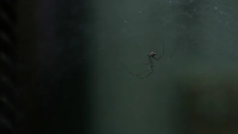 Closeup macro of tiny scary spider with its web in house Stock Footage 146690914