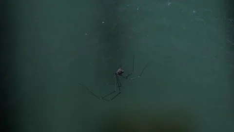 Closeup macro of tiny scary spider with its web in house Stock Footage 146690982