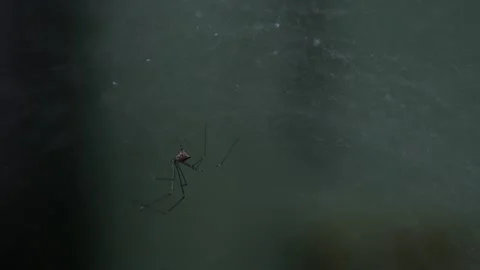 Closeup macro of tiny scary spider with its web in house Stock Footage 146691110