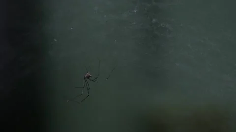 Closeup macro of tiny scary spider with its web in house Stock Footage 146691201