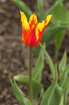 Closeup macro of tulips with raindrops in spring Stock Photos
