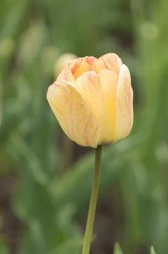 Closeup macro of tulips with raindrops in spring Stock Photos
