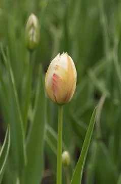 Closeup macro of tulips with raindrops in spring Stock Photos