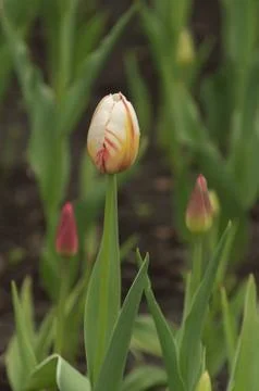 Closeup macro of tulips with raindrops in spring Stock Photos