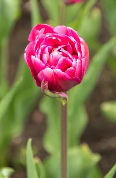 Closeup macro of tulips with raindrops in spring Stock Photos