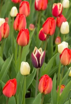 Closeup macro of tulips with raindrops in spring Stock Photos