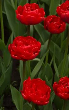 Closeup macro of tulips with raindrops in spring Stock Photos