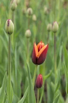 Closeup macro of tulips with raindrops in spring Stock Photos