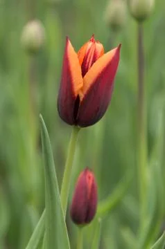 Closeup macro of tulips with raindrops in spring Stock Photos