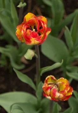 Closeup macro of tulips with raindrops in spring Stock Photos
