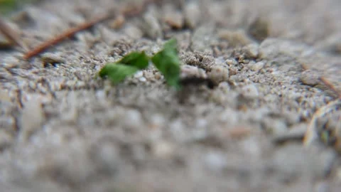 Closeup macro video of black ants carrying leaves in nature Stock Footage 330806218