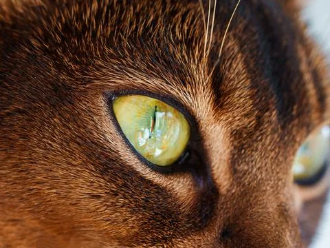 Closeup macro view of Abyssinian cat sitting Stock Photos