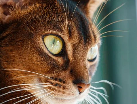 Closeup macro view of Abyssinian cat sitting Stock Photos