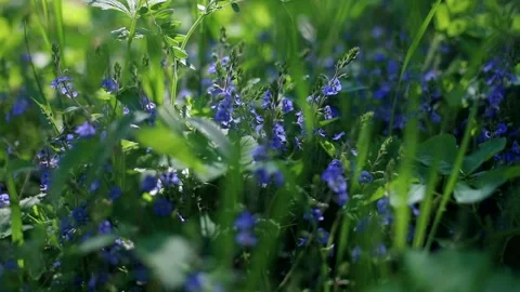 Closeup macro view of beautiful blue spring flowers in wild forest with sunshine 動画素材 131292020