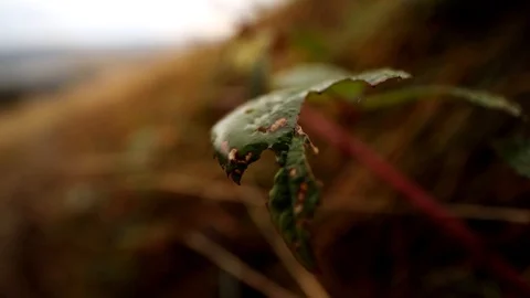 Closeup macro view of beautiful green leaf with autumn nature on blur background 스톡 동영상 119757425