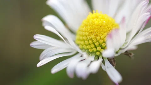 Closeup macro view of daisy flower in wild nature. Shallow depth of field Stock Footage 149843975